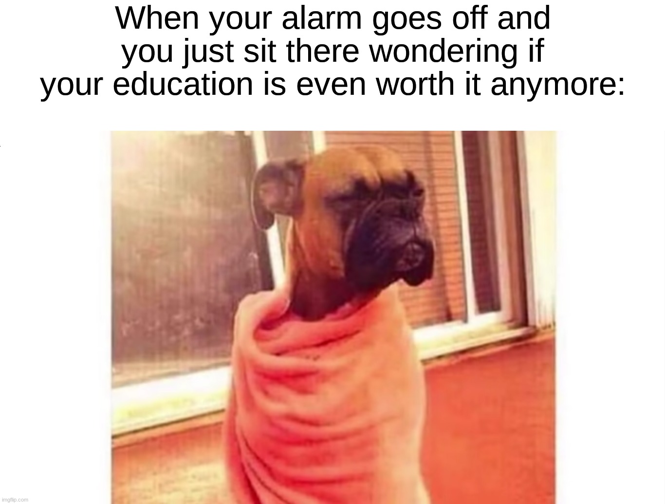 This is literally me ಥ‿ಥ | When your alarm goes off and you just sit there wondering if your education is even worth it anymore: | image tagged in memes,funny,true story,relatable memes,dogs,sleep | made w/ Imgflip meme maker