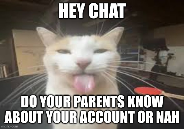 Cat | HEY CHAT; DO YOUR PARENTS KNOW ABOUT YOUR ACCOUNT OR NAH | image tagged in cat | made w/ Imgflip meme maker