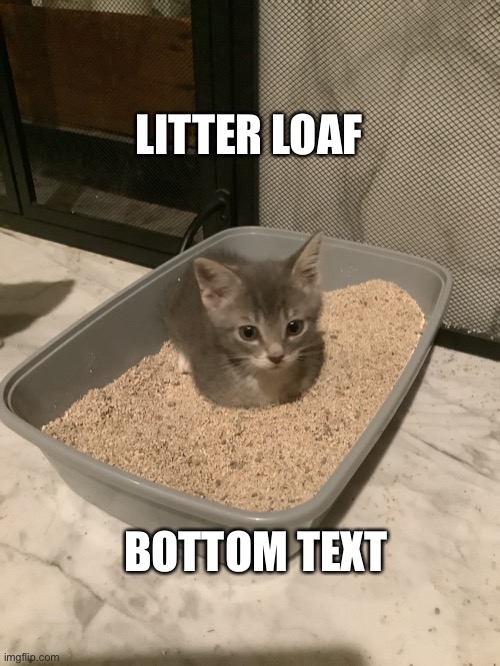 LITTER LOAF; BOTTOM TEXT | image tagged in cat | made w/ Imgflip meme maker