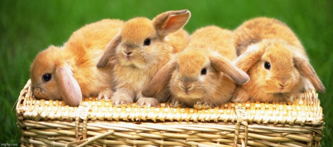 A cute group of bunnies | image tagged in bunnies,basket,aww | made w/ Imgflip meme maker