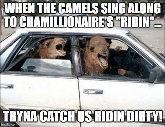 GANGSTA CAMELS IN DA HOUZE! | WHEN THE CAMELS SING ALONG TO CHAMILLIONAIRE'S "RIDIN"... TRYNA CATCH US RIDIN DIRTY! | image tagged in memes,quit hatin,hip hop memes,they see me rolling,camel | made w/ Imgflip meme maker