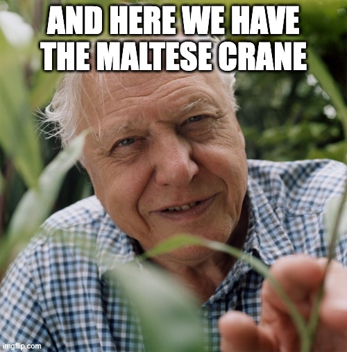 Sir David Attenborough | AND HERE WE HAVE THE MALTESE CRANE | image tagged in sir david attenborough | made w/ Imgflip meme maker