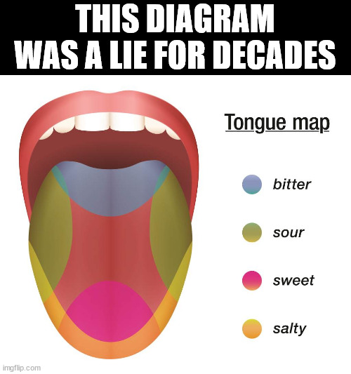 The false tongue diagram | THIS DIAGRAM WAS A LIE FOR DECADES | image tagged in memes | made w/ Imgflip meme maker