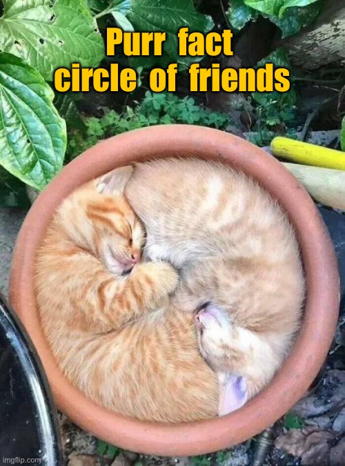 Purr fact | Purr  fact  circle  of  friends | image tagged in circle of friends,two cats,cats | made w/ Imgflip meme maker