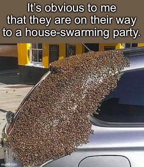That's the buzz around town | It’s obvious to me that they are on their way to a house-swarming party. | image tagged in bees | made w/ Imgflip meme maker