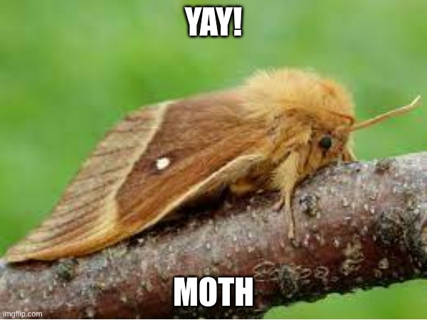 i luv moths | YAY! MOTH | image tagged in moth,insect | made w/ Imgflip meme maker