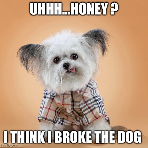 Doggy tongue | UHHH…HONEY ? I THINK I BROKE THE DOG | image tagged in doggie | made w/ Imgflip meme maker
