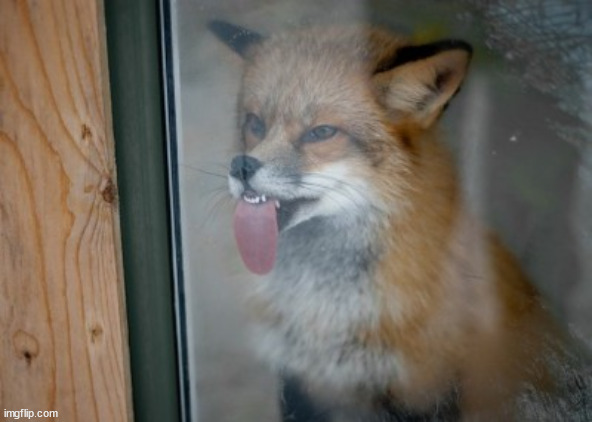 fox licking window | image tagged in fox licking window | made w/ Imgflip meme maker