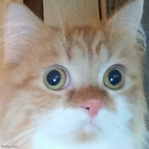 Sudden Realization Cat | image tagged in sudden realization cat | made w/ Imgflip meme maker