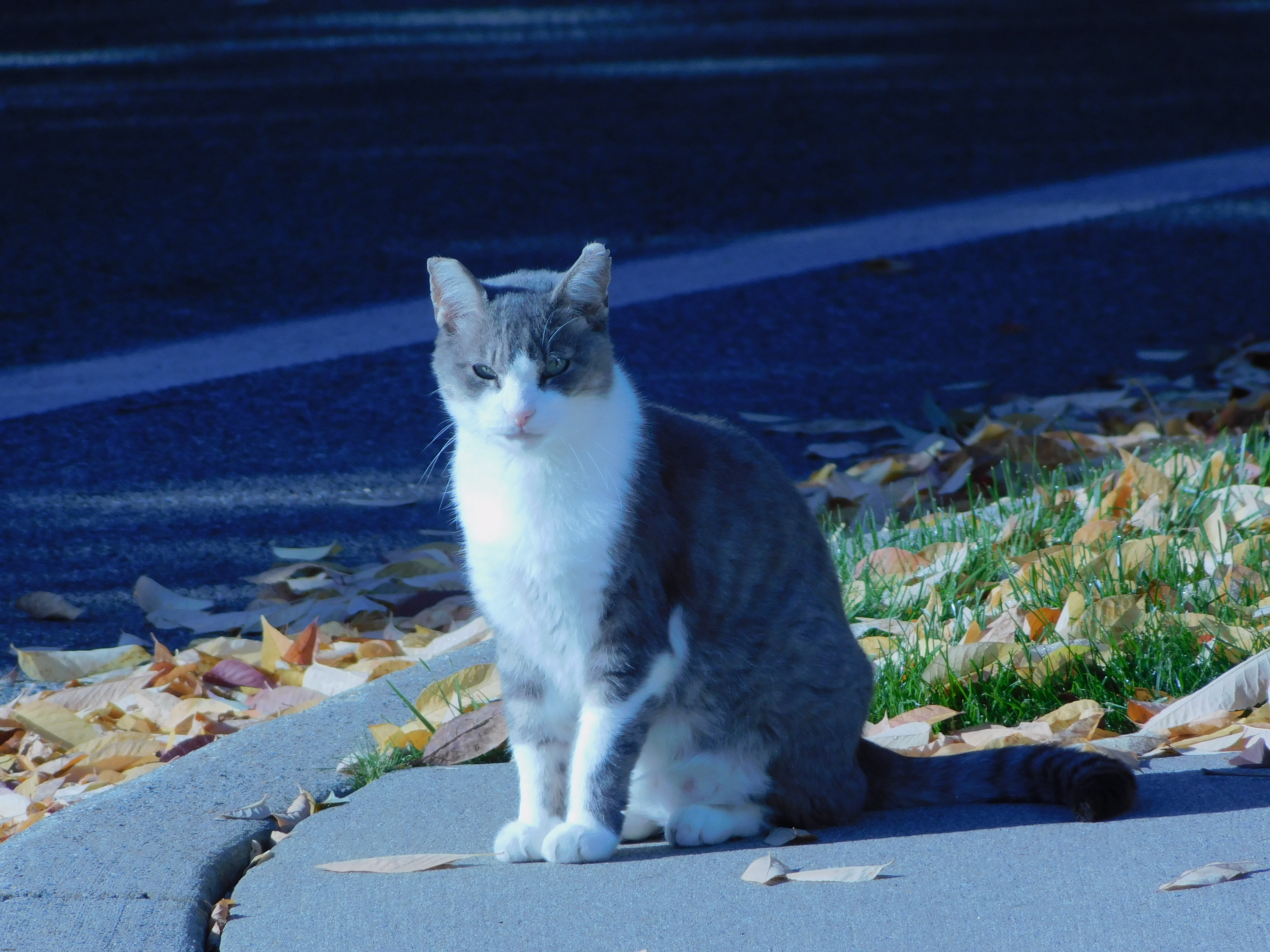 Neighborhood cat | image tagged in photography | made w/ Imgflip meme maker