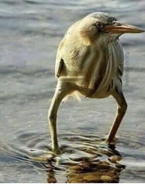 Bird legs Blank Meme Template