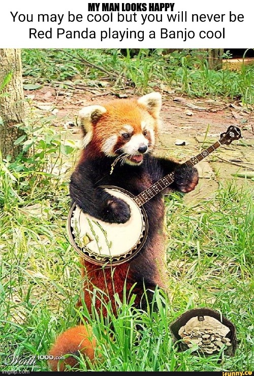 Red Panda on the banjo | MY MAN LOOKS HAPPY | image tagged in redpanda | made w/ Imgflip meme maker
