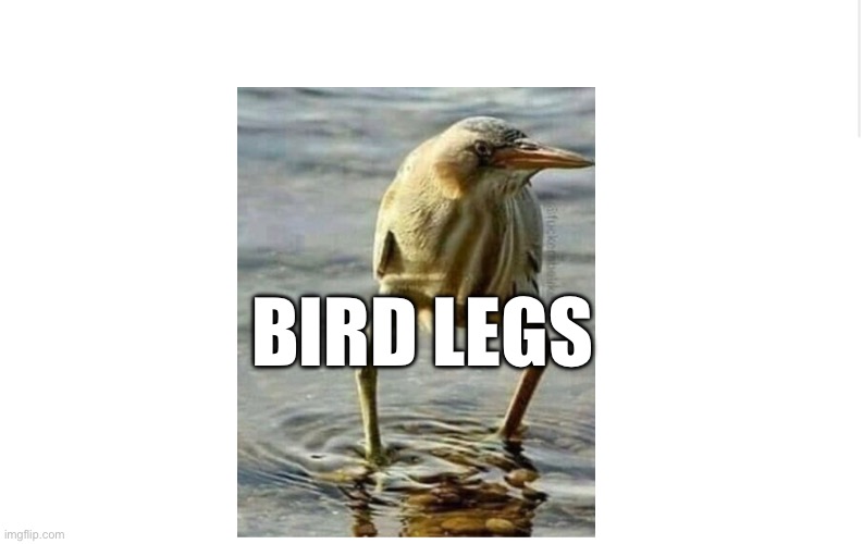 Blank meme template | BIRD LEGS | image tagged in blank meme template | made w/ Imgflip meme maker