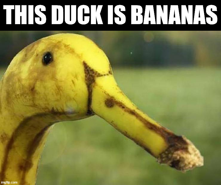 THIS DUCK IS BANANAS | made w/ Imgflip meme maker