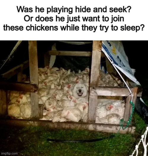 Not gonna lie, but this dog camouflages with all those hens very well | Was he playing hide and seek? Or does he just want to join these chickens while they try to sleep? | made w/ Imgflip meme maker