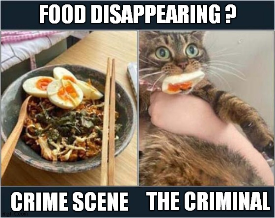 An Easy Case For CSI | FOOD DISAPPEARING ? THE CRIMINAL; CRIME SCENE | image tagged in cats,csi,theft | made w/ Imgflip meme maker
