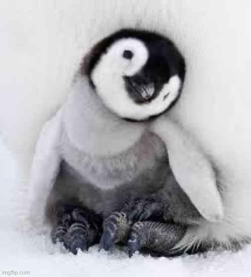Best animal | image tagged in baby penguin | made w/ Imgflip meme maker