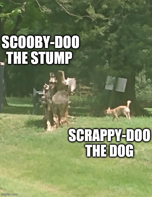 scooby and scrappy | SCOOBY-DOO THE STUMP; SCRAPPY-DOO THE DOG | image tagged in scooby doo | made w/ Imgflip meme maker