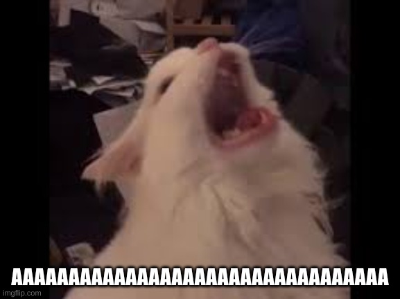 Screamin cat | AAAAAAAAAAAAAAAAAAAAAAAAAAAAAAAAA | image tagged in screamin cat | made w/ Imgflip meme maker