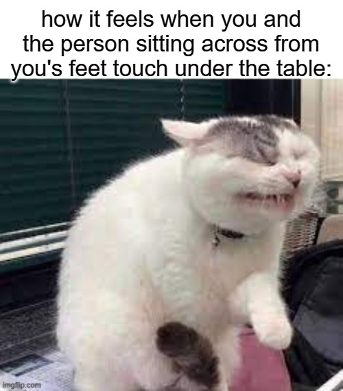 there are people in my class who will directly confront you for doing this | how it feels when you and the person sitting across from you's feet touch under the table: | image tagged in introvert,memes,funny,fun,cats,relatable | made w/ Imgflip meme maker