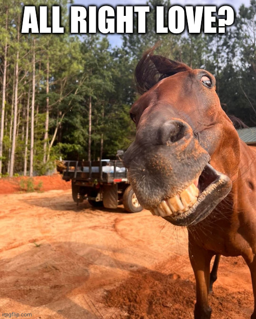 All right? | ALL RIGHT LOVE? | image tagged in funny horse,horse,teeth,funny | made w/ Imgflip meme maker