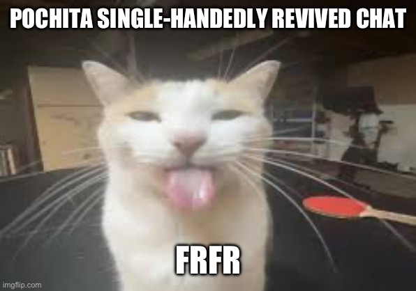 Cat | POCHITA SINGLE-HANDEDLY REVIVED CHAT; FRFR | image tagged in cat | made w/ Imgflip meme maker