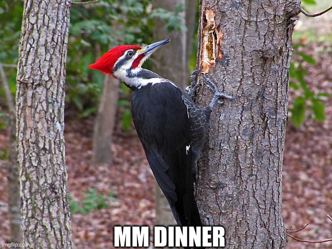 Woodpecker | MM DINNER | image tagged in woodpecker | made w/ Imgflip meme maker