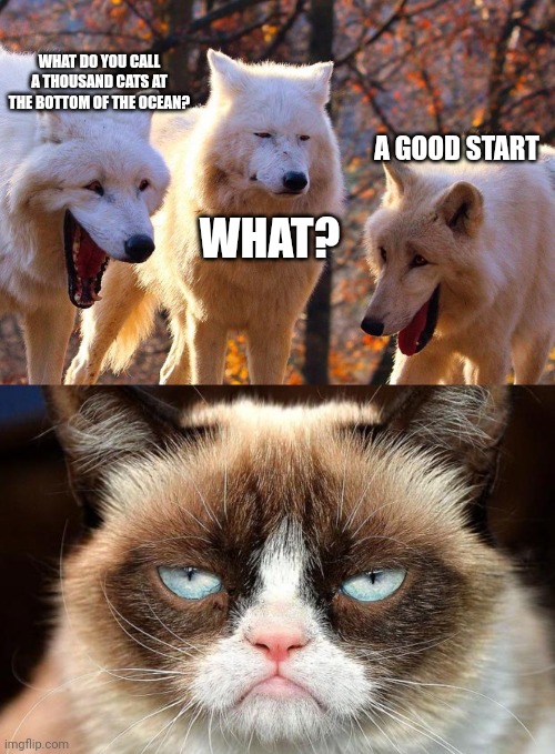 WHAT DO YOU CALL A THOUSAND CATS AT THE BOTTOM OF THE OCEAN? A GOOD START; WHAT? | image tagged in 2/3 wolves laugh,memes,grumpy cat not amused | made w/ Imgflip meme maker