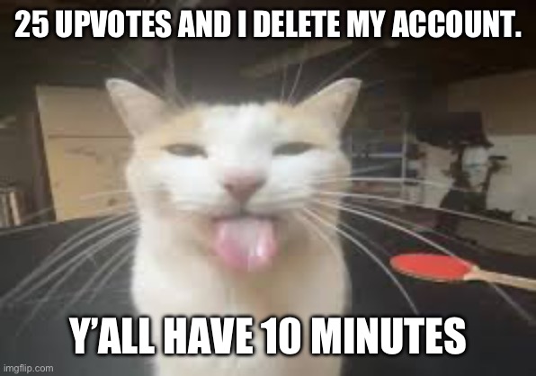 Cat | 25 UPVOTES AND I DELETE MY ACCOUNT. Y’ALL HAVE 10 MINUTES | image tagged in cat | made w/ Imgflip meme maker