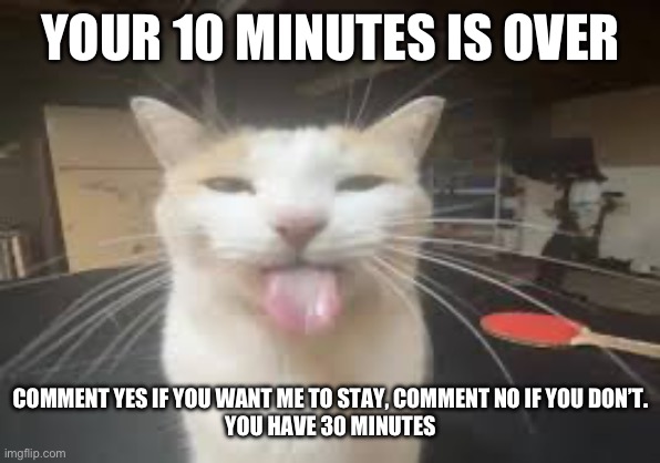 Cat | YOUR 10 MINUTES IS OVER; COMMENT YES IF YOU WANT ME TO STAY, COMMENT NO IF YOU DON’T.
YOU HAVE 30 MINUTES | image tagged in cat | made w/ Imgflip meme maker