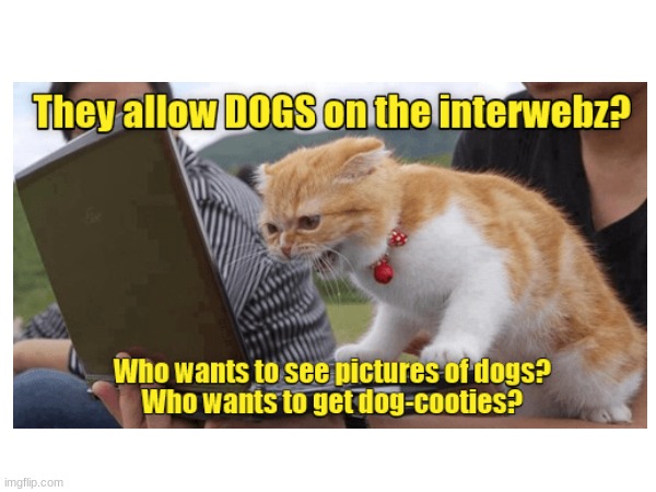 WHO ALLOWS THIS TO HAPPEN | image tagged in repost,cats,funny | made w/ Imgflip meme maker