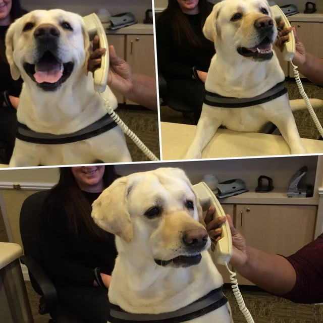 High Quality Bad Phone Call Dog Blank Meme Template