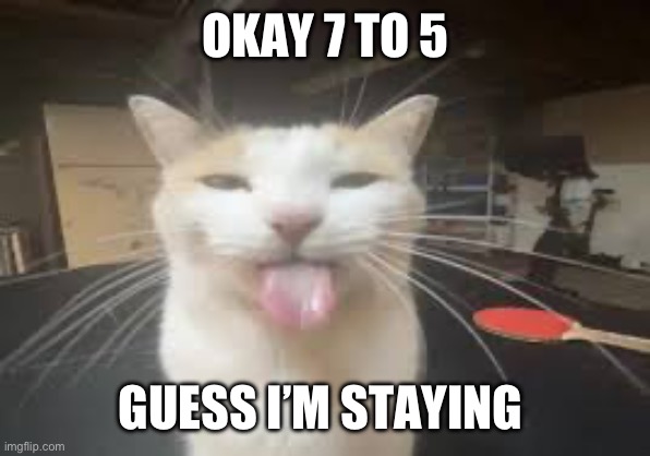 Cat | OKAY 7 TO 5; GUESS I’M STAYING | image tagged in cat | made w/ Imgflip meme maker