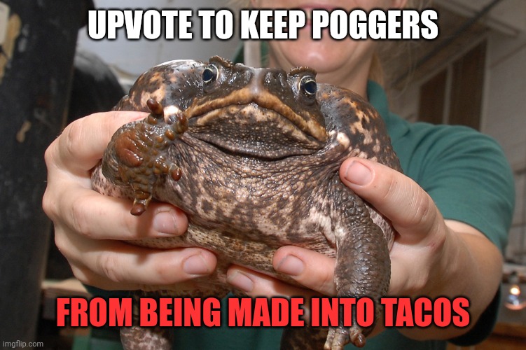 He will be tacos soon | UPVOTE TO KEEP POGGERS; FROM BEING MADE INTO TACOS | image tagged in taco,poggers,the frog | made w/ Imgflip meme maker