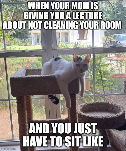 every single day | WHEN YOUR MOM IS GIVING YOU A LECTURE ABOUT NOT CLEANING YOUR ROOM; AND YOU JUST HAVE TO SIT LIKE | image tagged in cat laying weird | made w/ Imgflip meme maker