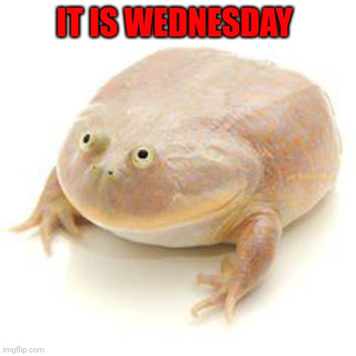 Wednesday Frog Blank | IT IS WEDNESDAY | image tagged in wednesday frog blank | made w/ Imgflip meme maker