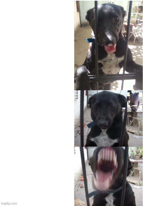 bad terry | image tagged in dogs | made w/ Imgflip meme maker
