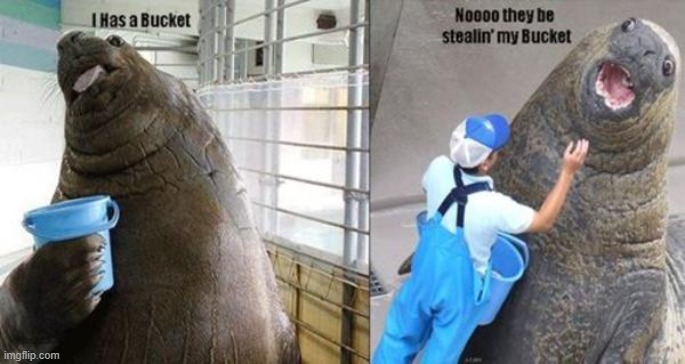 noooo his bucket :( | image tagged in bucket,walrus,oh wow are you actually reading these tags | made w/ Imgflip meme maker