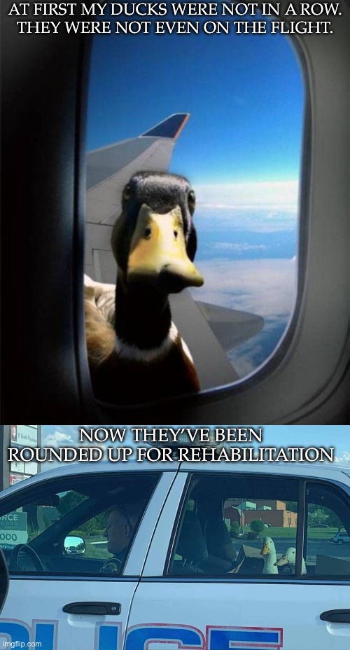 Ducks | AT FIRST MY DUCKS WERE NOT IN A ROW.
THEY WERE NOT EVEN ON THE FLIGHT. NOW THEY’VE BEEN ROUNDED UP FOR REHABILITATION | image tagged in duck on plane wing,arrested,ducks | made w/ Imgflip meme maker