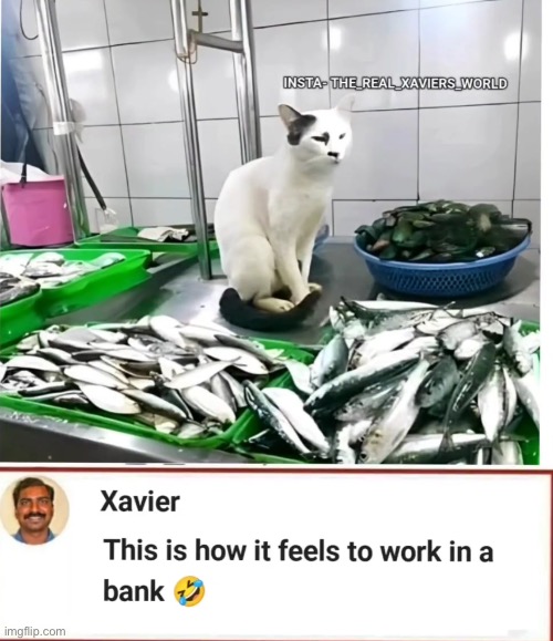 Why does the cat look like Hitler tho | made w/ Imgflip meme maker