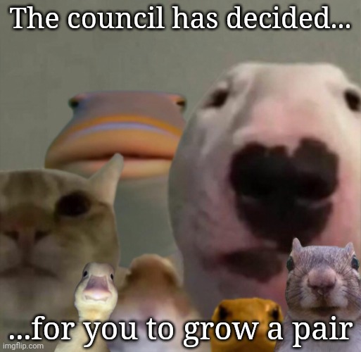 Now go outside and get some bitches | The council has decided... ...for you to grow a pair | image tagged in the council remastered | made w/ Imgflip meme maker