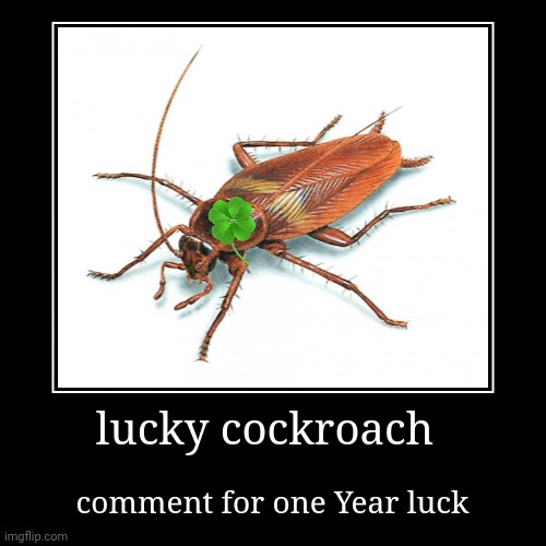 lucky cockroach | comment for one Year luck | image tagged in funny,demotivationals | made w/ Imgflip demotivational maker