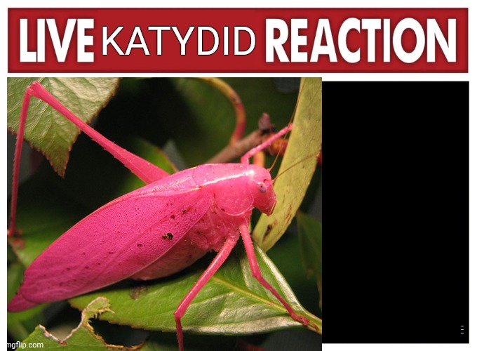 Sometimes all you need is an erythristic katydid | KATYDID; Brought to you by erythrism | image tagged in live reaction,katydid | made w/ Imgflip meme maker