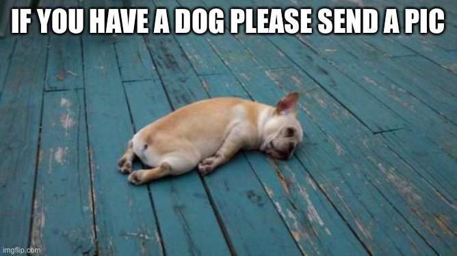 tired dog | IF YOU HAVE A DOG PLEASE SEND A PIC | image tagged in tired dog | made w/ Imgflip meme maker