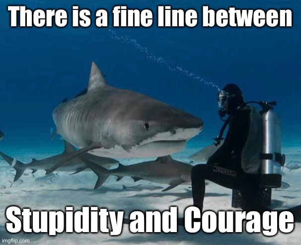 And you don’t get many seconds chances when you cross into stupid | There is a fine line between; Stupidity and Courage | image tagged in shark,diver,brave,fool | made w/ Imgflip meme maker