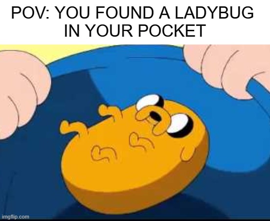 ladybug | POV: YOU FOUND A LADYBUG 
IN YOUR POCKET | image tagged in jake the bug,adventure time,cute | made w/ Imgflip meme maker