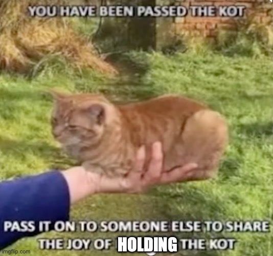 The Kot | HOLDING | image tagged in wholesome,cute,cats,reposts | made w/ Imgflip meme maker