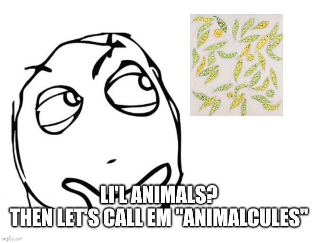 hmmm | LI'L ANIMALS?
THEN LET'S CALL EM "ANIMALCULES" | image tagged in hmmm | made w/ Imgflip meme maker