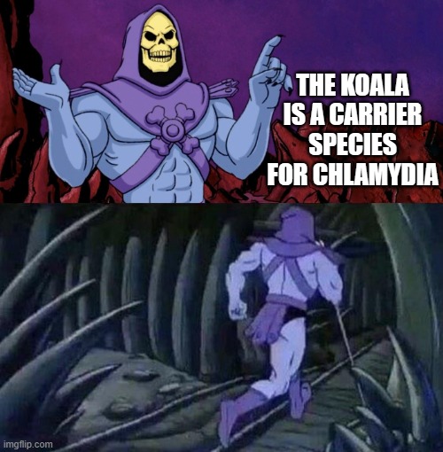 just sayin'... | THE KOALA IS A CARRIER SPECIES FOR CHLAMYDIA | image tagged in he man skeleton advices,clap,skeletor disturbing facts | made w/ Imgflip meme maker