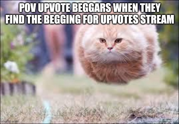 My time has come. | POV UPVOTE BEGGARS WHEN THEY FIND THE BEGGING FOR UPVOTES STREAM | image tagged in flying cat ball | made w/ Imgflip meme maker
